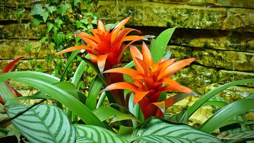 Bromélia com flores alaranjadas