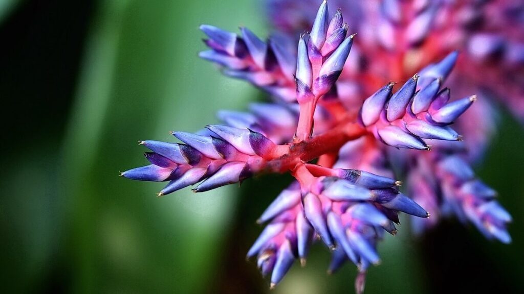 Flor colorida de uma bromélia