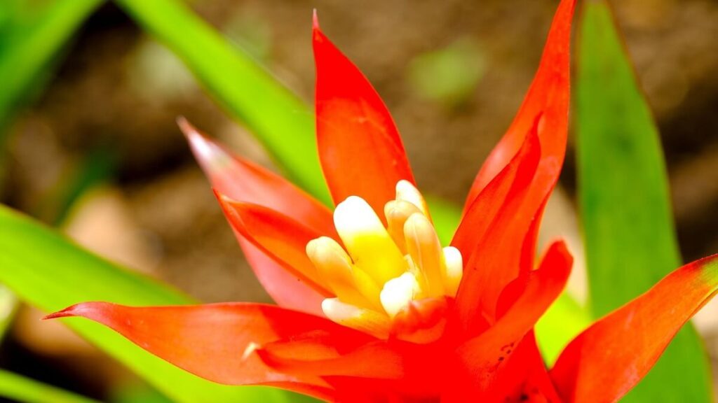 Flor de uma bromélia vista de perto