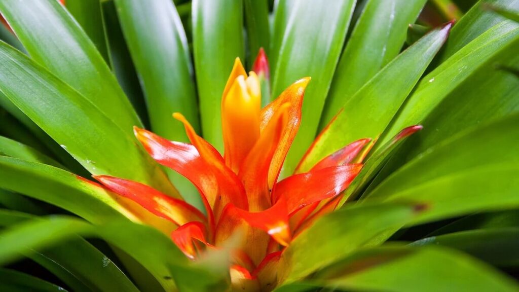 Bromélia com folhas verdes e flor laranja e vermelha