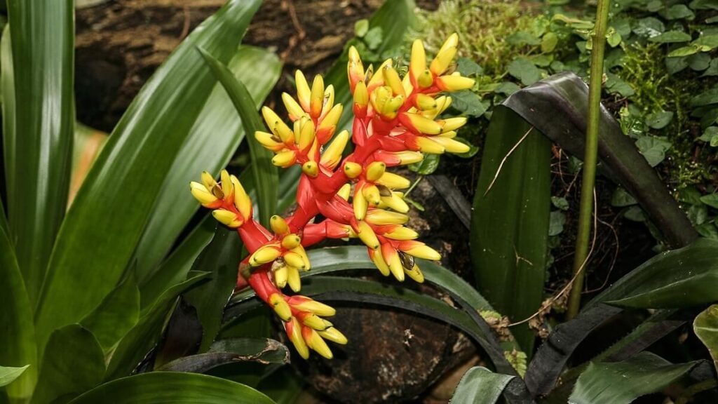 Como cuidar de bromélia no vaso para que fique saudável e florida