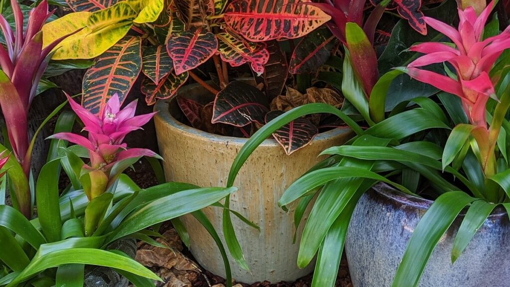 Como cuidar de bromélia no vaso