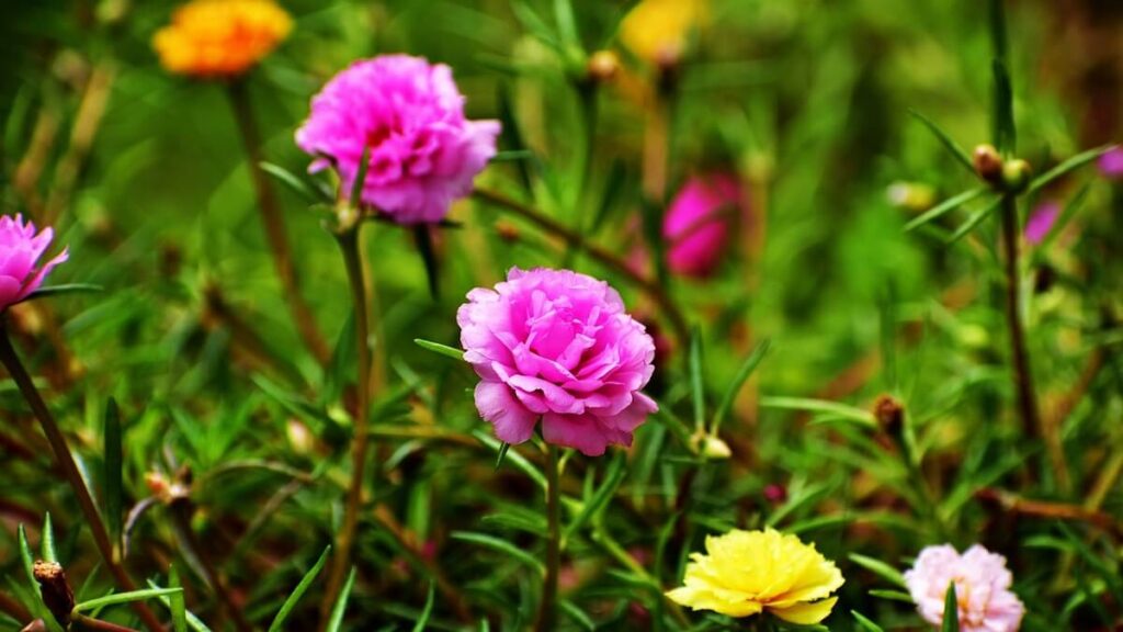Como cuidar de Onze horas: 11 Dicas do plantio ao cultivo! 2 Diversas flores com varias cores da planta onze horas