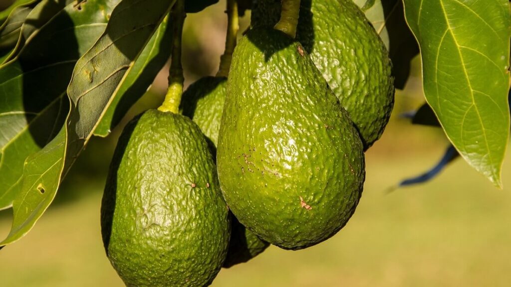 Como plantar abacate: Passo a Passo + 14 Dicas 1 Abacates ainda verdes no pé