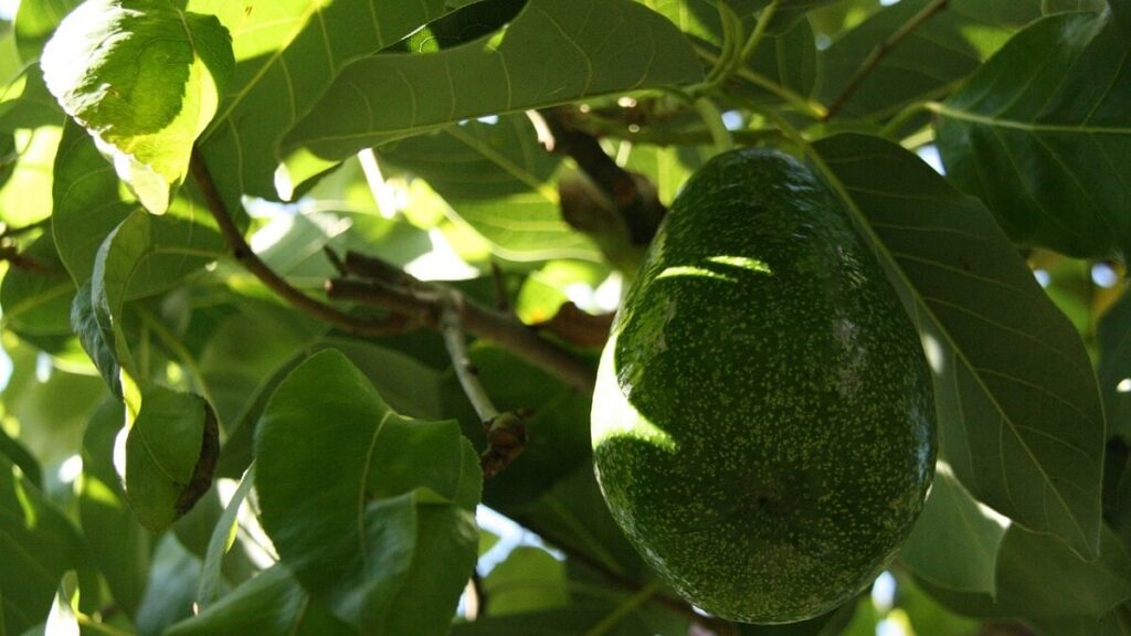 Como plantar abacate: Passo a Passo + 14 Dicas 3 Pé de abacate com frutos