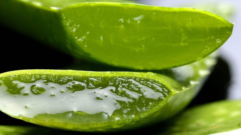 Folha de babosa cortada ao meio