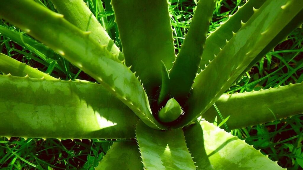 Veja o passo a passo completo de como plantar babosa + Dicas extras 1 Planta babosa