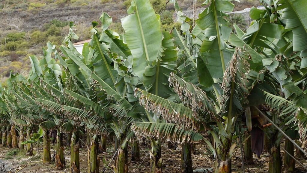 Diversas bananeiras