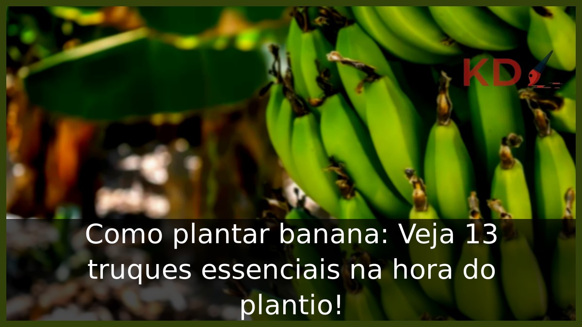 Cacho de banana verde ainda no pé