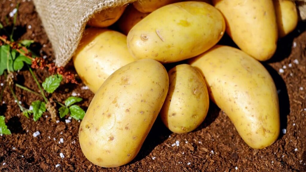 Como Plantar Batata: Passo a Passo Completo com Dicas Extras! 5 Batatas colhidas e escovadas