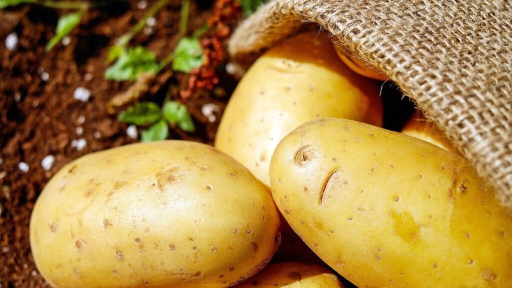 Como Plantar Batata: Passo a Passo Completo com Dicas Extras! 2 Batatas sendo colocadas em sacos ainda na colheita
