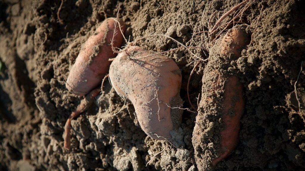 Batata doce na terra