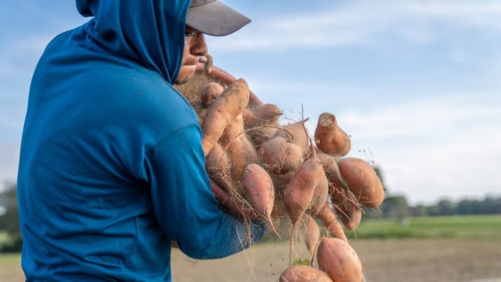 Homem colhendo batata doce
