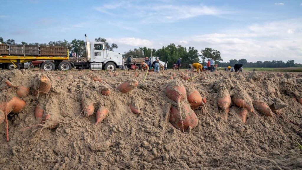 Como plantar batata doce