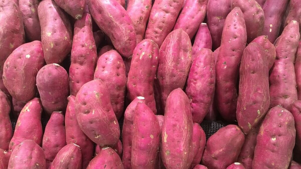 Diversas batatas doces já colhidas