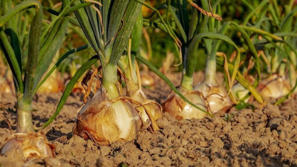 Como plantar cebola: Aprenda o passo a passo! 1 Como plantar cebola