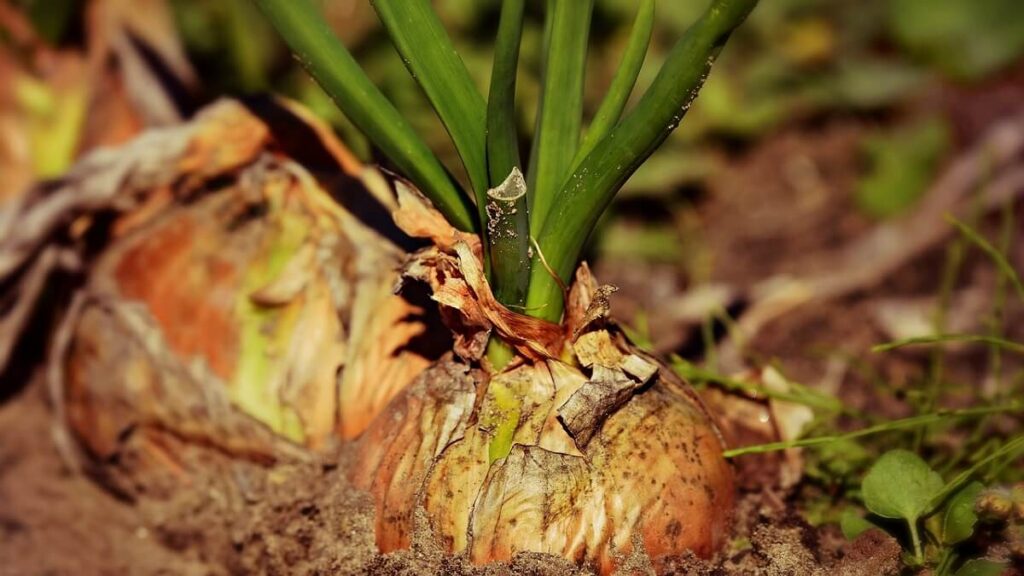 Como plantar cebola: Aprenda o passo a passo! 5 Cebolas ainda na lavoura