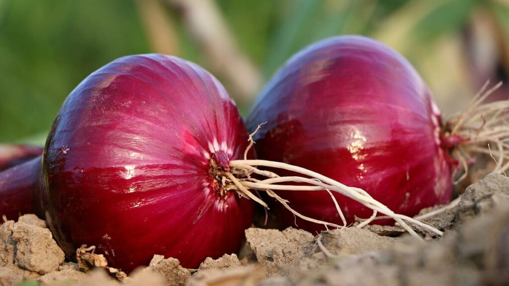 Como plantar cebola: Aprenda o passo a passo! 4 Cebola Roxa pronta para ser colhida