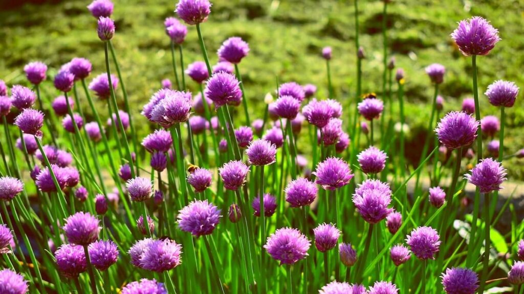 Campo com diversas cebolinhas com flor roxa