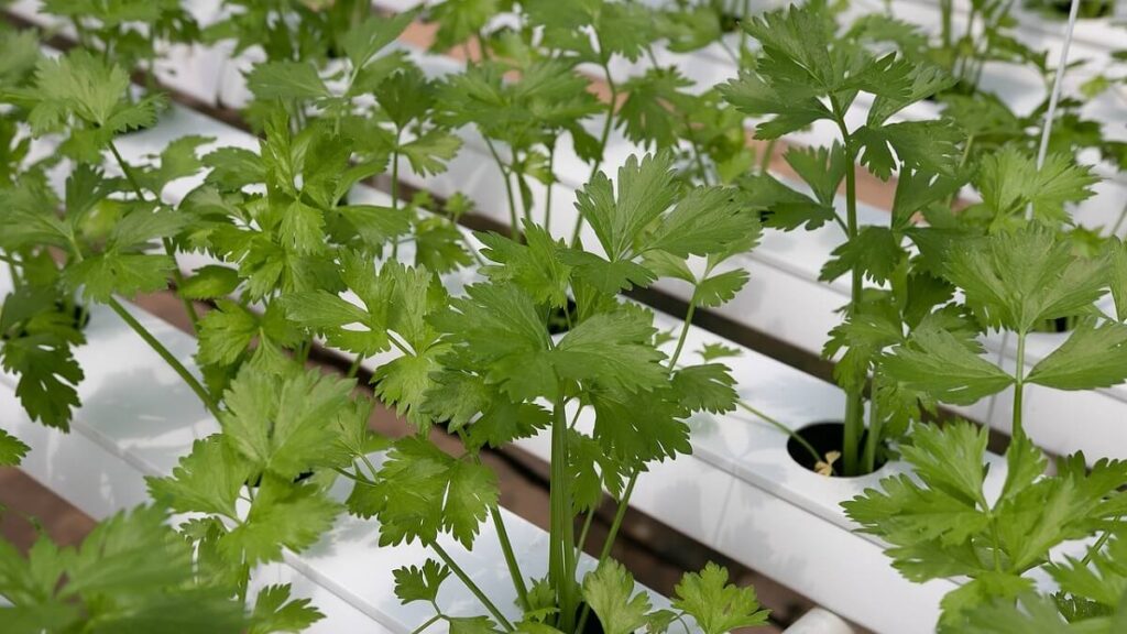 Como plantar coentro: Confira 11 Dicas e o passo a passo! 1 Como plantar coentro