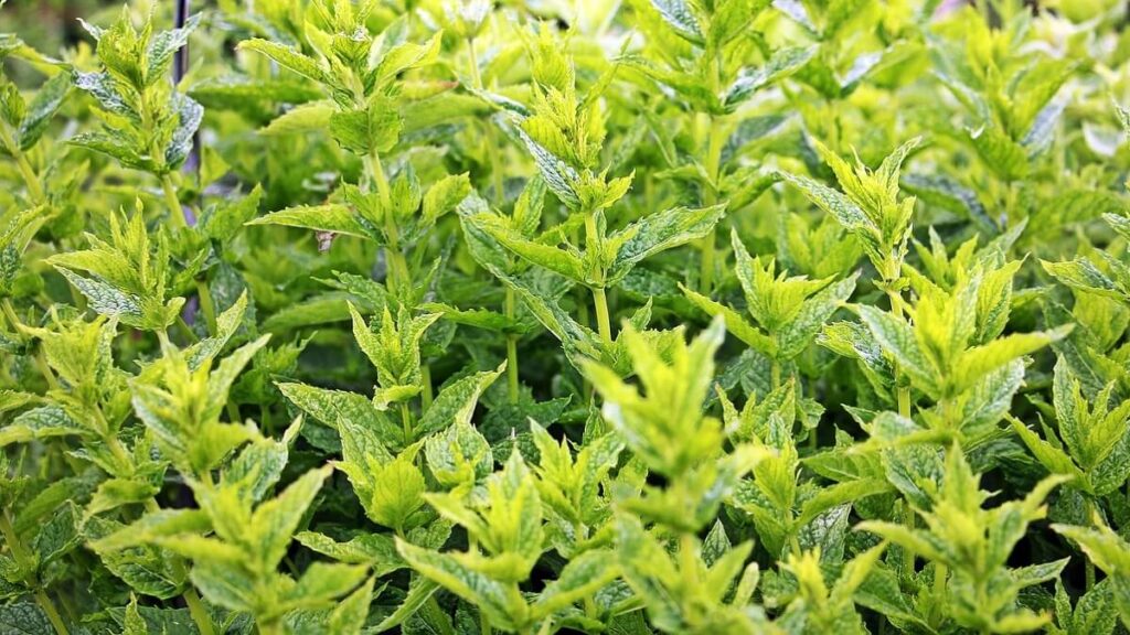Plantação de hortelã