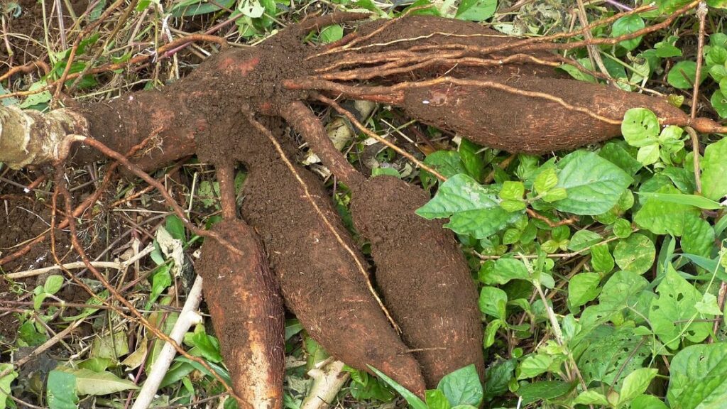 Como plantar mandioca: Do plantio a colheita! 3 Mandioca recém colhidas