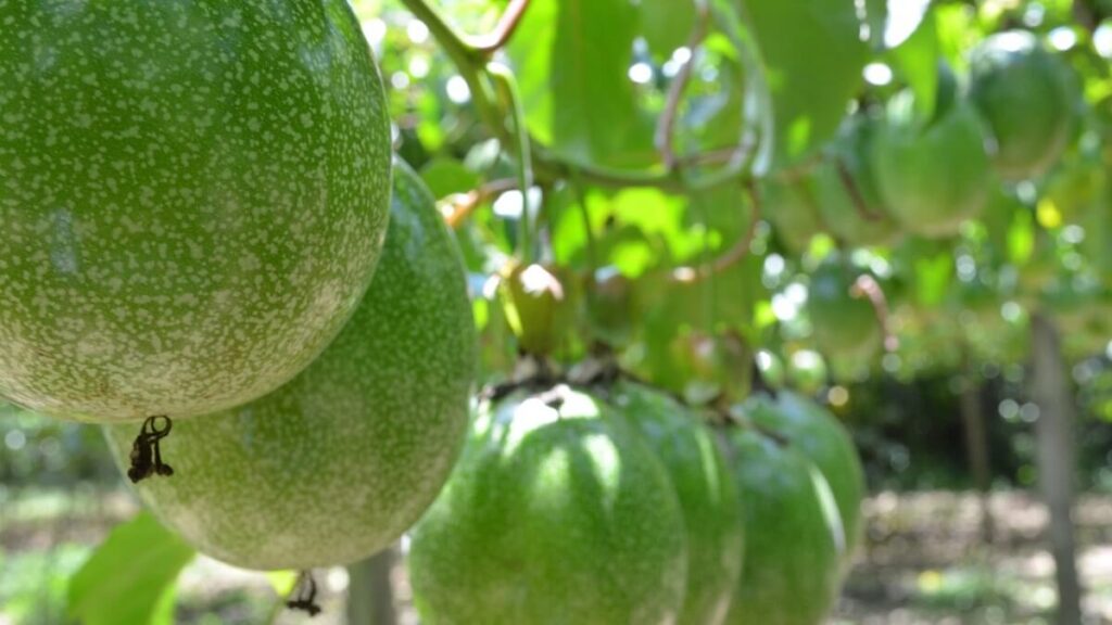 Como plantar maracujá: Passo a passo + dicas de cultivo! 6 Diversos pés de maracujá com frutas verdes