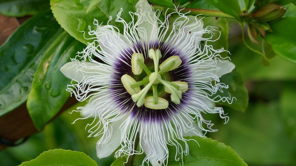 Como plantar maracujá: Passo a passo + dicas de cultivo! 5 Flor de maracujá