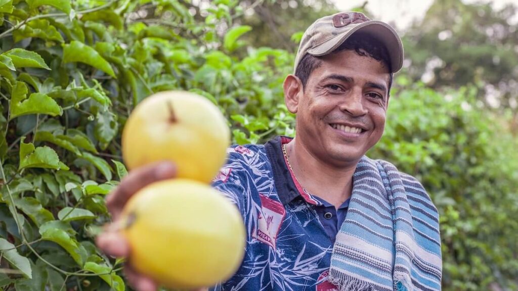 Como plantar maracujá: Passo a passo + dicas de cultivo! 1 Homem colhendo maracujás maduros