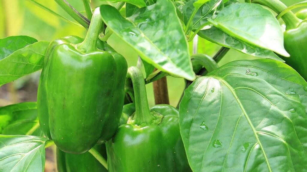 Como Plantar Pimentão: 7 Passos Fundamentais 1 Como plantar pimentão