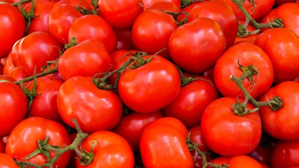 Como plantar tomate: Aprenda Já com as 9 melhores dicas! 6 Diversos tomates vermelhos e recém colhidos