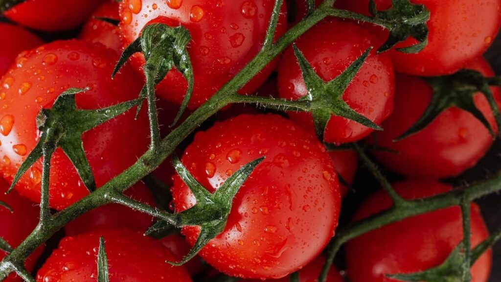 Como plantar tomate: Aprenda Já com as 9 melhores dicas! 4 Tomates molhados após terem sido irrigados