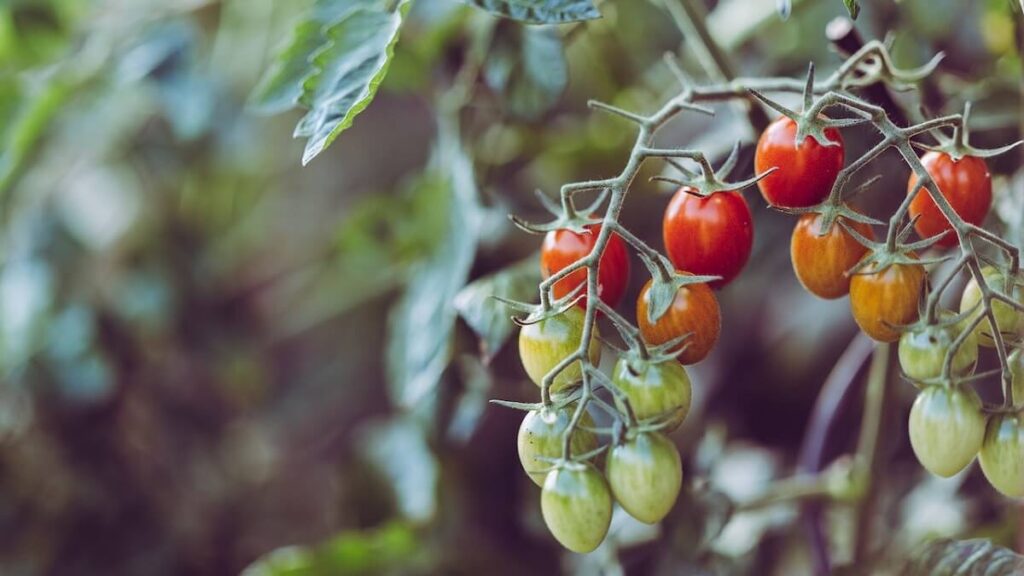 Como plantar tomate: Aprenda Já com as 9 melhores dicas! 5 Tomates se desenvolvendo no pé