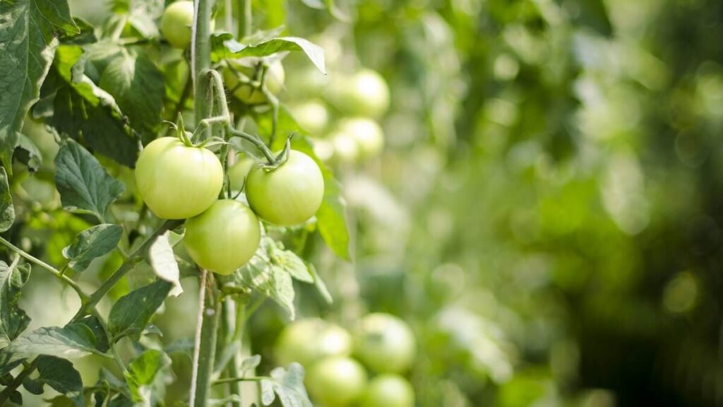 Como plantar tomate: Aprenda Já com as 9 melhores dicas! 3 Tomates verdes no tomateiro