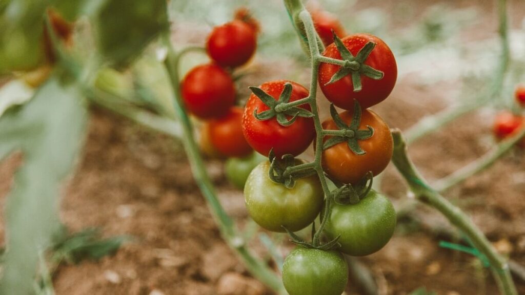 Como plantar tomate: Aprenda Já com as 9 melhores dicas! 2 Como plantar tomate