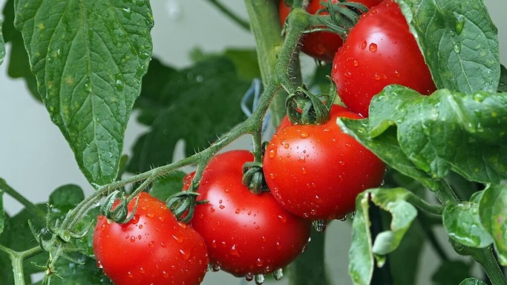 Como plantar tomate: Aprenda Já com as 9 melhores dicas! 1 Tomates maduros