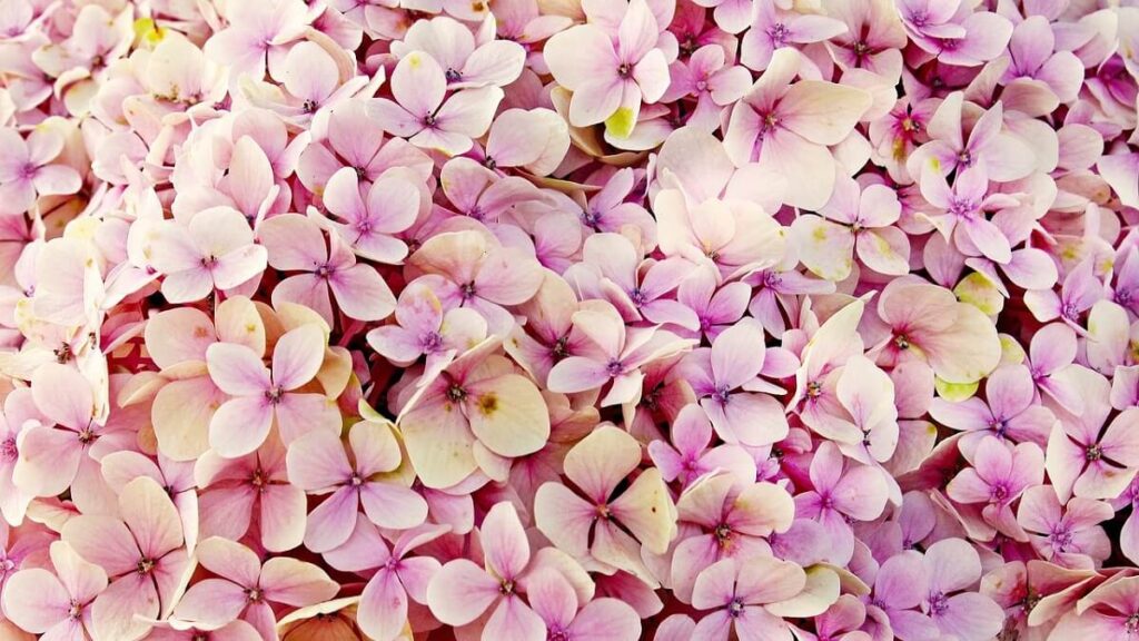 Hortênsia como cuidar, plantar e fazer mudas + 15 dicas fundamentais! 1 Flores de Hortênsia rosa