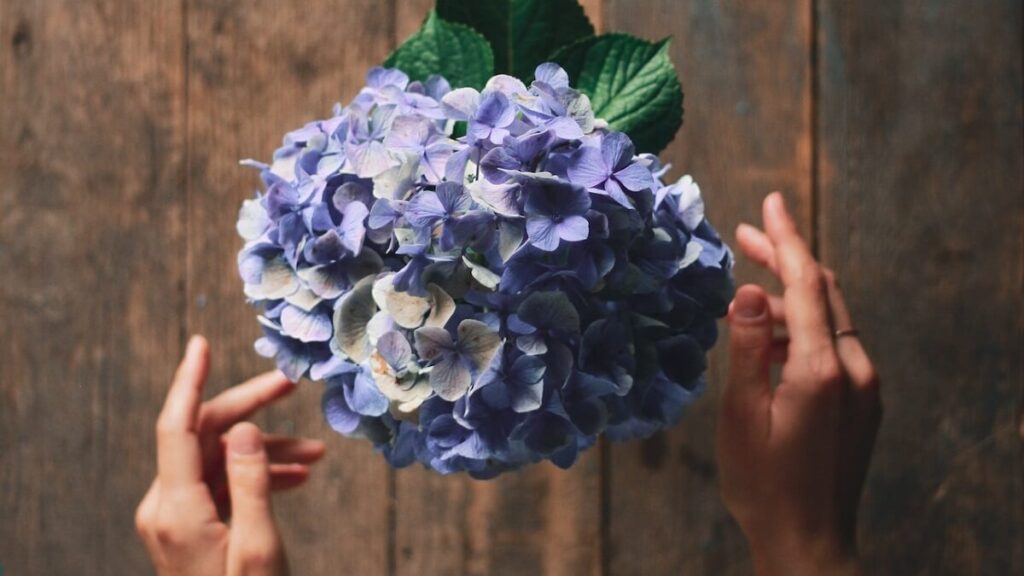 Hortênsia como cuidar, plantar e fazer mudas + 15 dicas fundamentais! 4 Hortênsia como cuidar