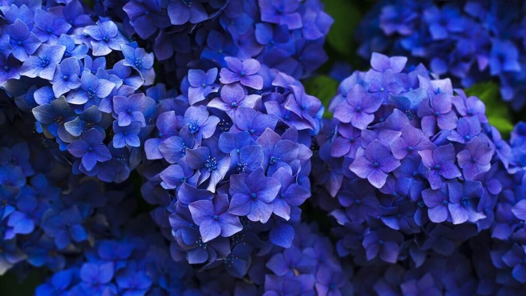 Hortênsia como cuidar, plantar e fazer mudas + 15 dicas fundamentais! 2 Flores roxas de Hortênsia