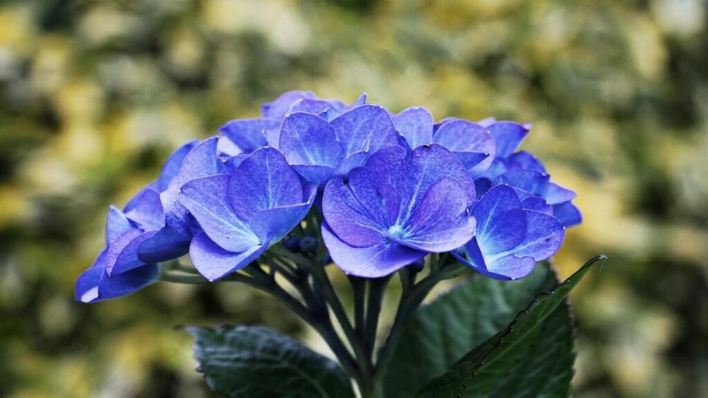 Hortênsia como cuidar, plantar e fazer mudas + 15 dicas fundamentais! 5 Ramo de Hortênsia azul