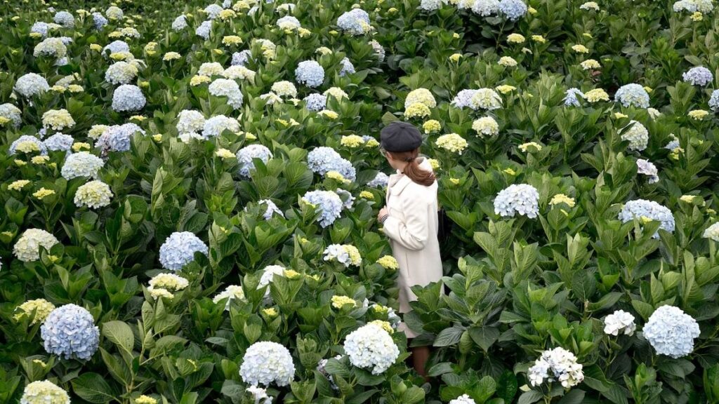 Hortênsia como cuidar, plantar e fazer mudas + 15 dicas fundamentais! 3 Diversos pés de Hortênsia em um grande campo