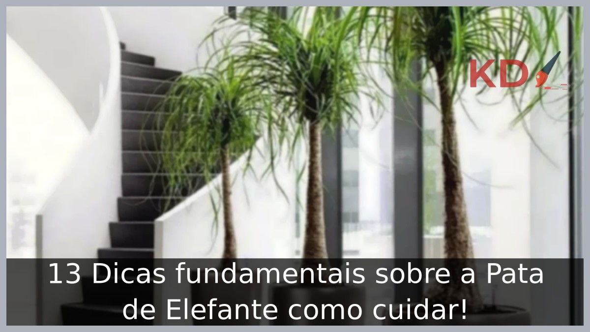 Pata de Elefante em grandes vasos no interior de uma casa