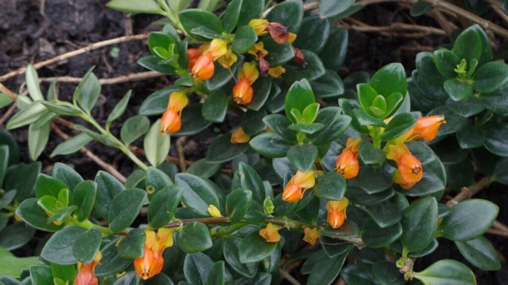 Planta peixinho com diversas flores