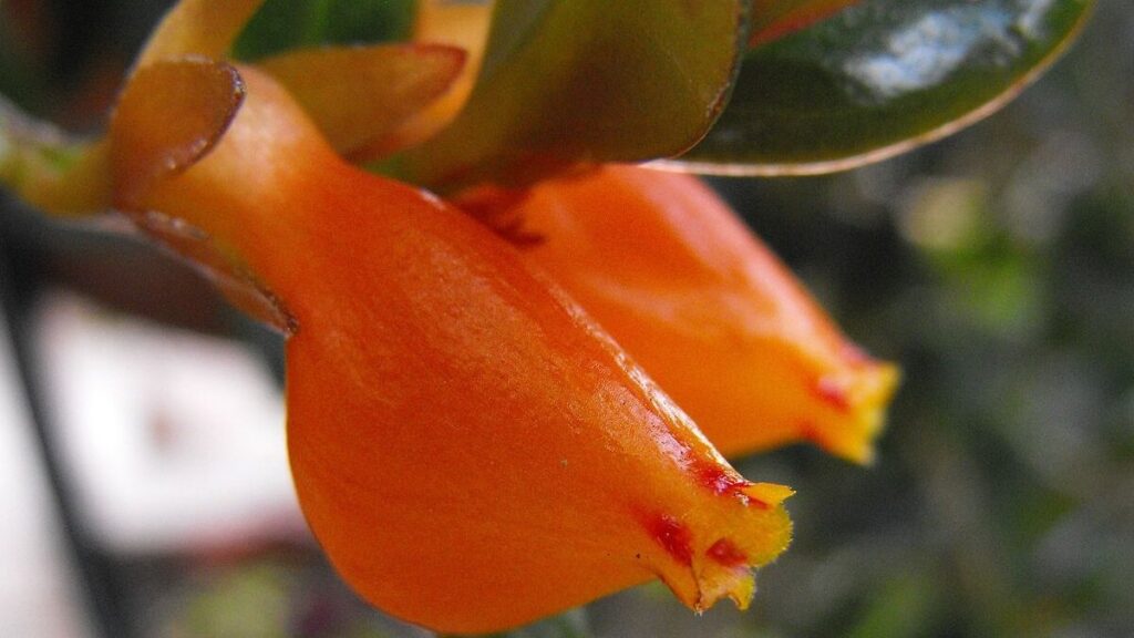 Flor peixinho alaranjada