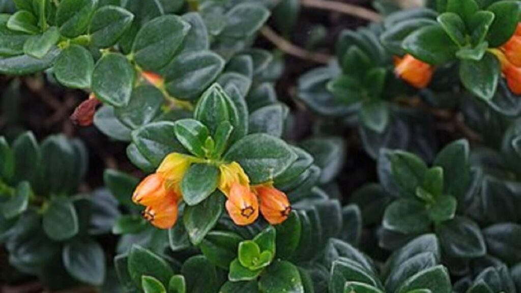Planta peixinho como cuidar