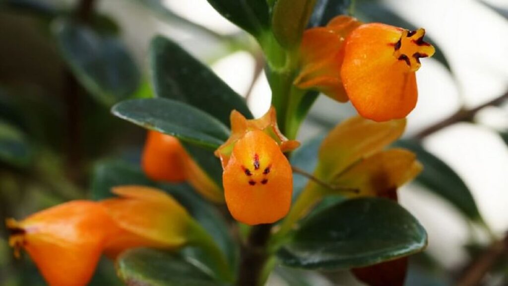 Planta peixinho vista de frente