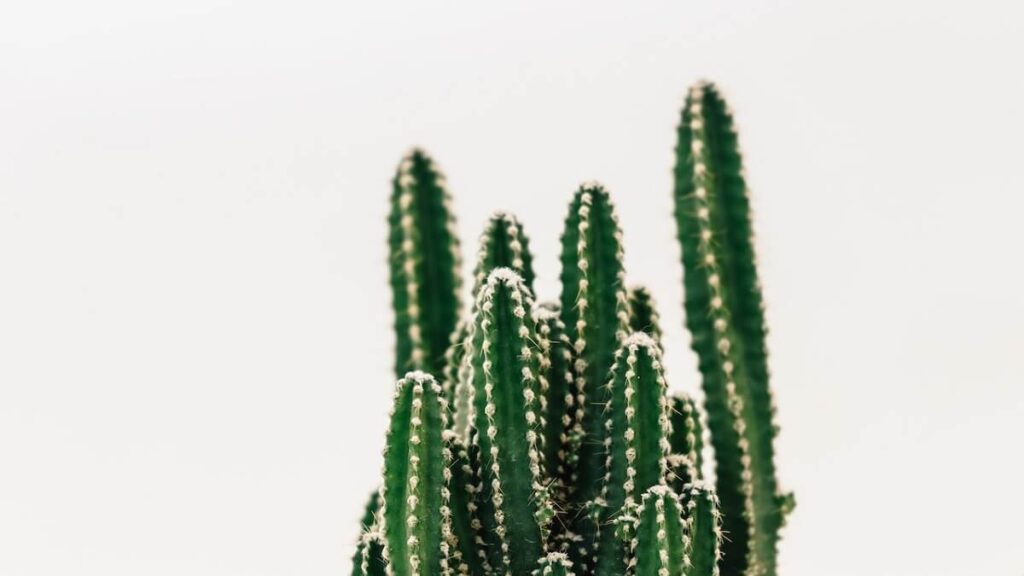 12 Dicas Fundamentais para saber como plantar cactos 6 Cactos em um fundo branco