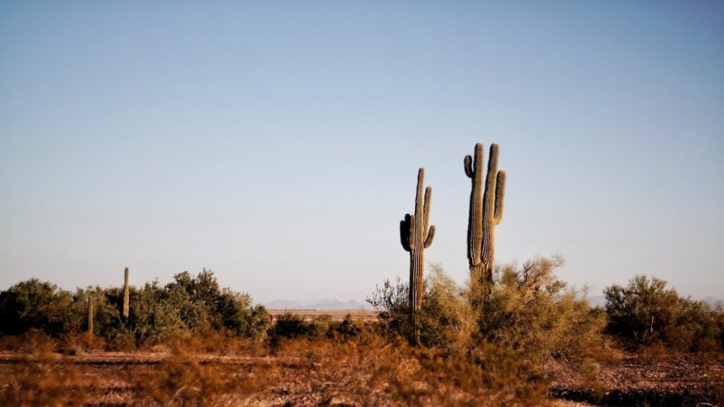 12 Dicas Fundamentais para saber como plantar cactos 5 Cactos em seu ambiente natural