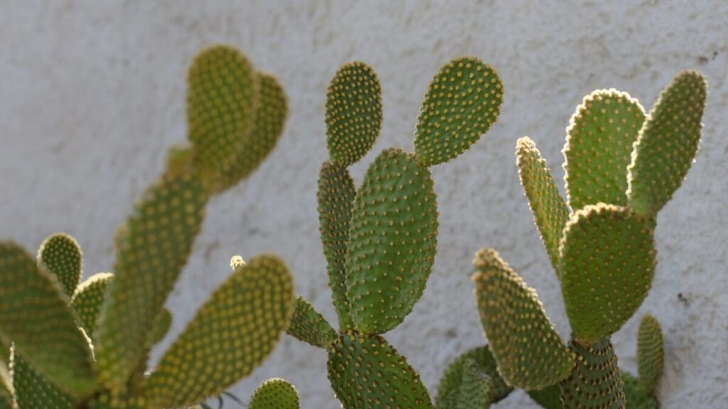 12 Dicas Fundamentais para saber como plantar cactos 4 Cactos com fundo cinza