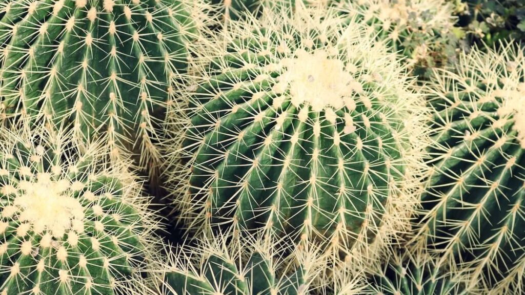 12 Dicas Fundamentais para saber como plantar cactos 2 Espécie de cactos pequenos